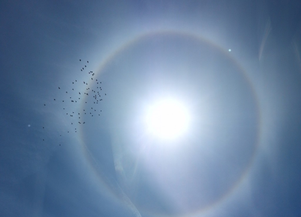 SUNBOW AND PIGEONS